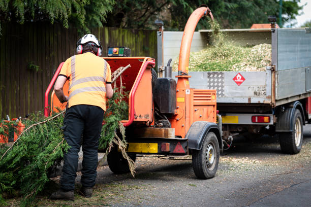 Leaf Removal