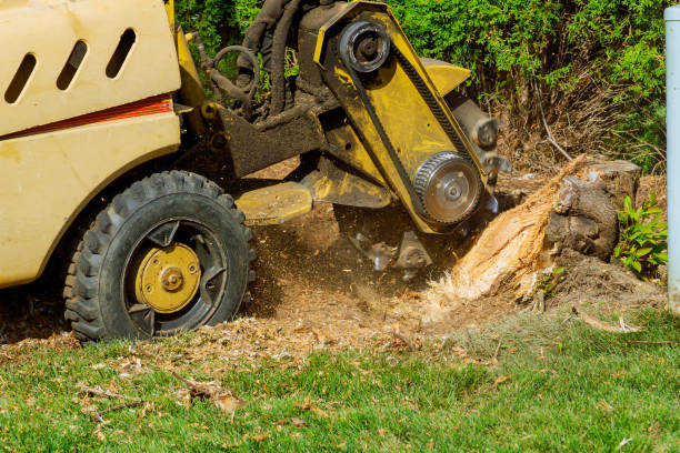 Trusted Niles, MI Tree Care Services Experts