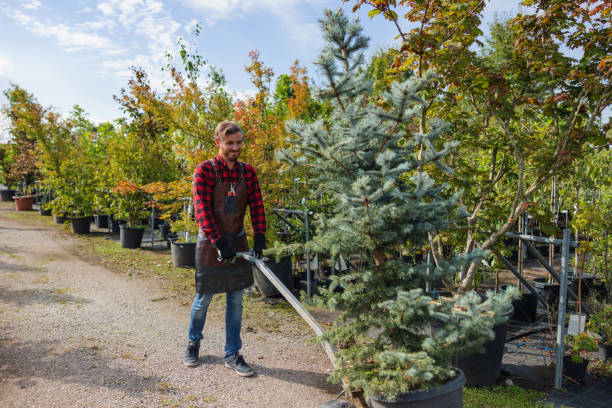 Best Palm Tree Trimming  in Niles, MI